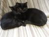 Bagheera & Smokey –  suchen dringend ein Zuhause! (aus dem Tierschutz /  gechipt, 
