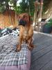 Deckrüde Rhodesian Ridgeback