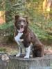Australian Shepherd Welpen