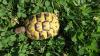 Griechische Landschildkröten Nachzucht 2024 THB,  Ostrasse