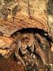 Theraphosa Stirmi,  Weibchen,  kl 8cm