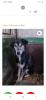 Tolle Welpen,  Junghunde & Hundesenioren