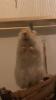 Rennmaus sucht neues Zuhause