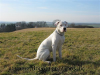 hundetrainer gesucht????
