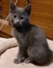 Süße blaue Kätzchen,   Kitten abzugeben