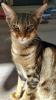 Biete Deckkater /  Kater /  Katze zum Decken /  Deckkatze /  OKH /  Abessinier