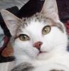 Hermes - weiß-brauner Kater sucht liebevolles Zuhause! (aus dem Tierschutz)