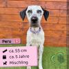 Peru (w),  5 Jahre,  55 cm,  Slowakei