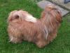 gold-weisser shihtzu Rüde ( fuer die Ausstellung )