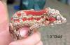 Rhacodactylus auriculatus (Höckerkopfgeckos) für HAMM