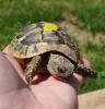 Griechische Landschildkröten NZ 2022