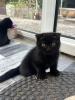 2 süße Kitten abzugeben in tierliebe Hände