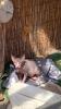 Sphynx Kitten 