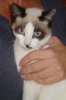 Clyde - wer spielt und schmust mit mir?