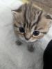 Sechs süße BKH Kitten geb. 06.05.23 suchen ab Ende Juli ein neues Zuhause