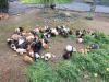 erwachsene und junge Meerschweinchen männlich weiblich Rex Glatthaar Rosette