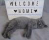 Britische Katze mit Stammbaum