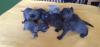 Selkirk Rex - superflauschig bis lockig -sucht Dich!