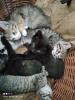 Kitten suchen neues Zuhause!