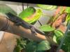 Phelsuma Standingii Taggecko Nachzucht