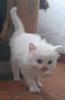 Maincoon Mix Kitten Katze Kater Perser