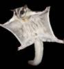 Sugar Glider Pärchen Käfig Zubehör