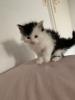 Main Coon  Babykatzen männlich,  weiblich