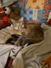 Amy Main coon sucht neues zuhause