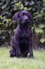 Labrador- Boxer-Weimaraner Welpe