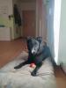 Prinz sucht ein neues Zuhause