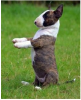 Bullterrier welpen,   sehr,  sehr klein,  12 Wochen,  Jahresimpfung,  CHIP,  EU-Impfpa