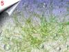 Laser Lace - Nagel Netz um 2,  40€