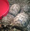 Maurische Landschildkröten (Testudo graeca ibera)