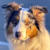 ALFRED - männlich 2 Jahre 58 cm 25 kg Australian Shepherd Gechipt Nicht kastrier