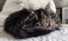 Norwegische Waldkatzen vom Strukhof haben Kitten.