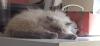 Perser,  Jungtier,  Kater,  Colourpoint,  blaue Augen