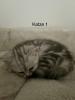BKH Kitten suchen ab 17.05 ein neues Zuhause