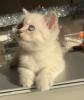 Bkh kitten  Kristall blauen Augen