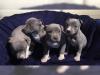 super-suser-pit-bull-welpe-mit-papieren