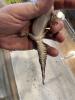 Leopardgecko,  1.0 Black Night