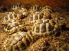 Griechische Landschildkröten (THB) NZ 2021