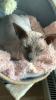 Verkaufe Sphynx Canadian Kater,  dringend 