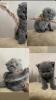 5 Kitten zum Verkauf Scottish Fold/  BKH