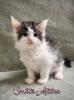 Traumhafte Maine Coon Babys mit Stammbaum