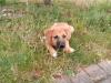 Kleiner Balu sucht ein tolles Zuhause 