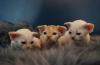 Devon rex Babys,   die Eltern sind getestet auf gen Erbkrankheiten