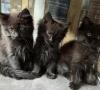Maine Coon Babys - ModeraterTyp ,  fast 3 Monate alt.