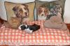 Australian-shepherd-puppies.de Welpen sind am 30.12.2012 geboren. Abgabe im März
