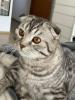 Bkh/ SF Mix Kater 1, 5 Jahre alt