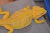 Suche intensiv gelbe Farb-Bartagamen z:B. Citrus, Citrus Hypo Leatherback,  etc.